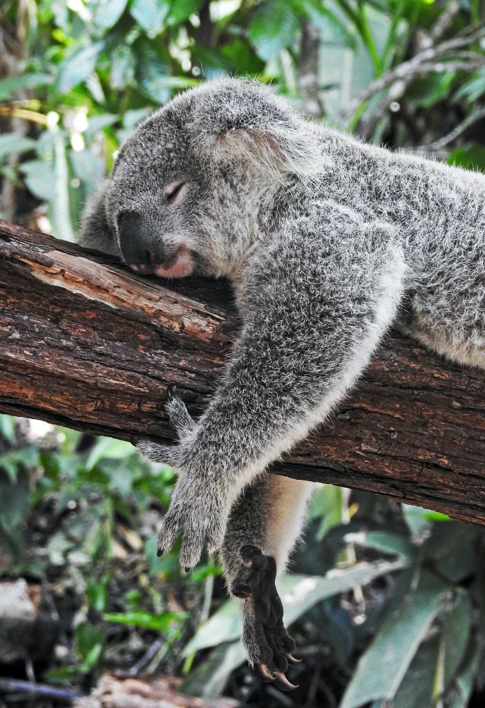sleeping koala